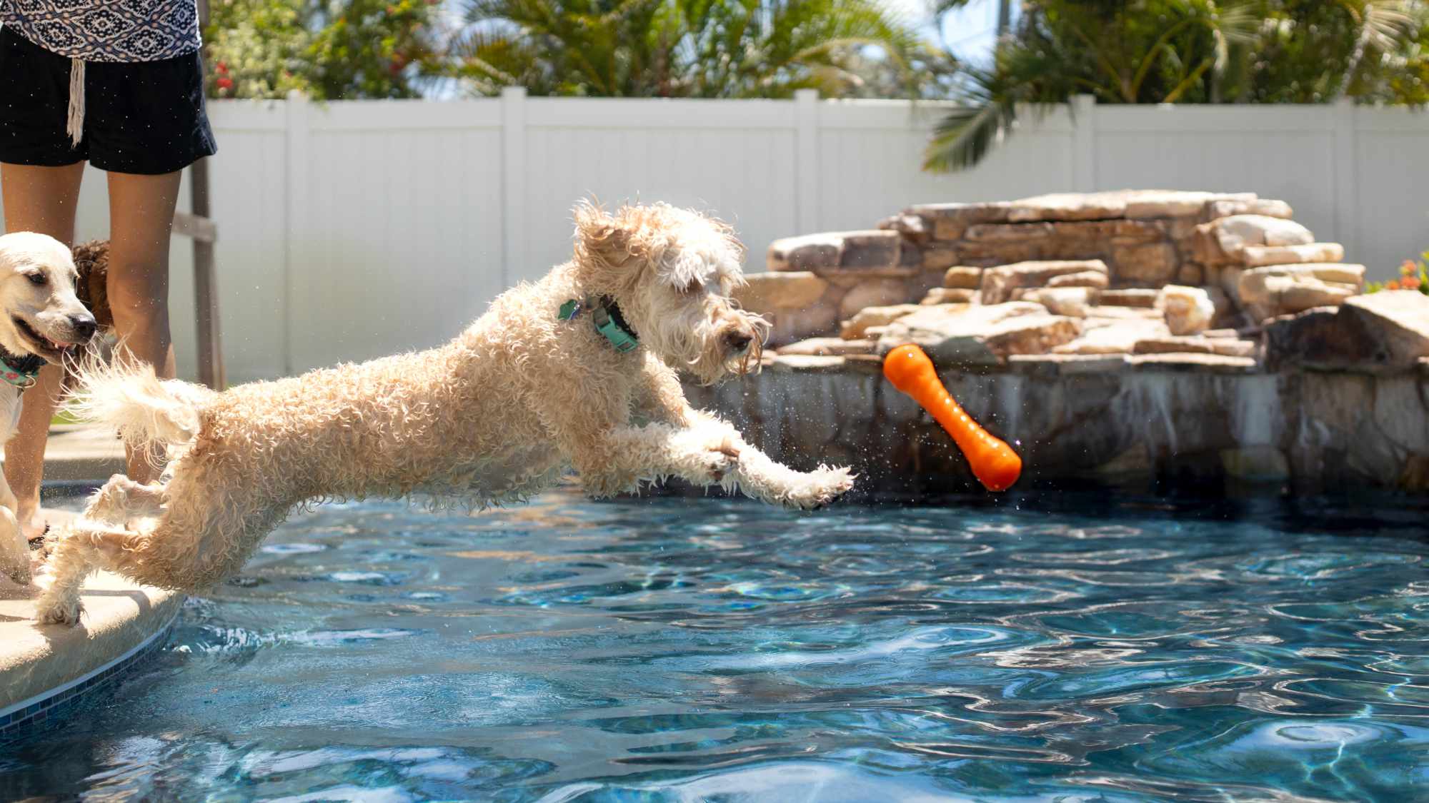 Elevate Your Dog Breeding Website’s Ranking by Working on These 5 Aspects